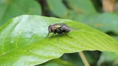 Yeşil yapraklarda sinek.