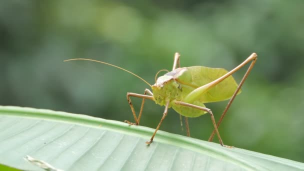 Giant Grasshopper Banana Leaf Tropical Rain Forest — Stock Video