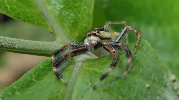 Springspinne Auf Grünen Blättern Tropischen Regenwald — Stockvideo