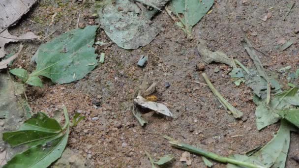 Folle Formiche Rosse Che Mordono Falena Sulla Terra Nella Foresta — Video Stock