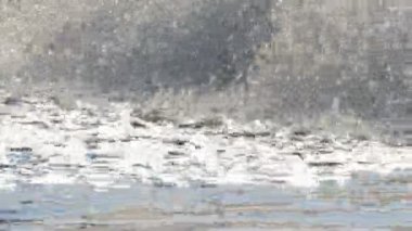 Kanaldaki siyah sularda kürek çekenler oksijeni suya doldurarak su arıtıyorlar..