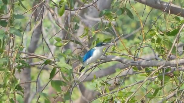 Halsband Eisvogel Todiramphus Chloris Auf Baum Mangrove — Stockvideo