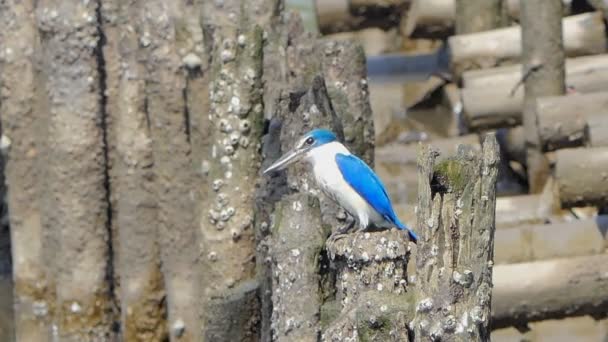 Aves Espécie Kingfisher Todiramphus Chloris Manguezal — Vídeo de Stock