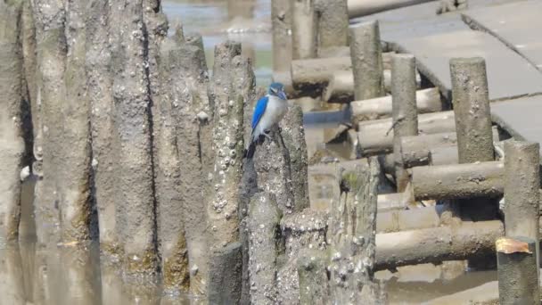 Martin Pêcheur Collier Todiramphus Chloris Mangrove — Video