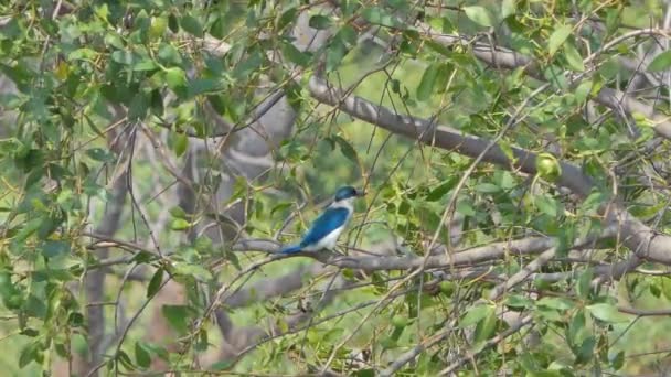 Uccello Pescatore Collare Todiramphus Chloris Albero Mangrovia — Video Stock