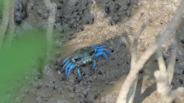 Fiddler蟹 Uca Vocans 湿地森林泥滩上的蟹 — 图库视频影像
