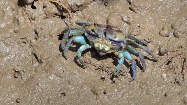 Crabe nain (Uca vocans), Crabe bleu, sur la boue dans la forêt humide . 