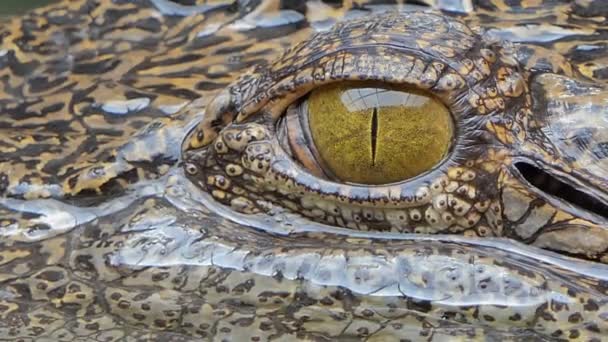 Gros Plan Oeil Crocodile Eau Salée Dans Nature — Video