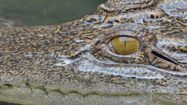 Close Eye Crocodilo Água Salgada Natureza — Vídeo de Stock