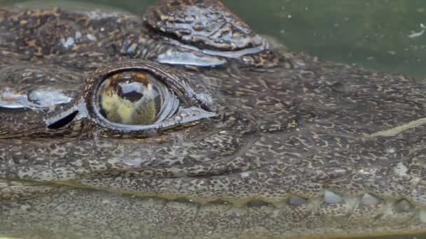 Gros Plan Oeil Crocodile Eau Salée Dans Nature — Video