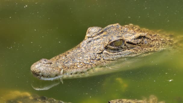 Close Van Het Oog Zoutwater Krokodil Natuur — Stockvideo