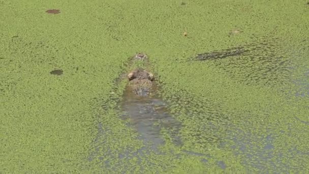 Crocodilo Água Salgada Natureza — Vídeo de Stock