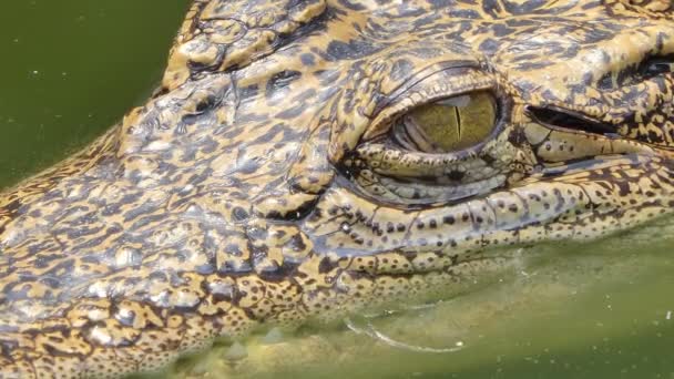 Закрытие Глаз Соленого Крокодила Природе — стоковое видео