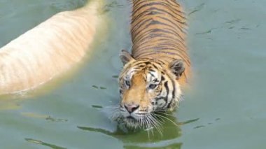 Bengal kaplanı yüzüyor, gerçek zamanlı..