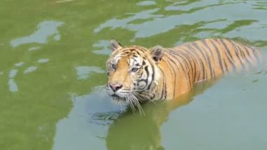 Bengal kaplanı yüzüyor, gerçek zamanlı..