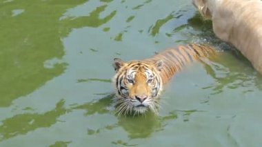 Bengal kaplanı yüzüyor, gerçek zamanlı..