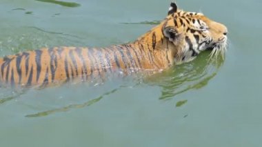Bengal kaplanı yüzüyor, gerçek zamanlı..