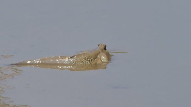 Mudskipper Błękitno Plamisty Błocie Lesie Namorzynowych — Wideo stockowe