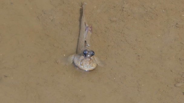Blue Spotted Mudskipper Sul Fango Nella Foresta Mangrovie — Video Stock