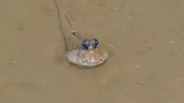 Blauwe Gevlekte Mudskipper Modder Mangrove Bos — Stockvideo