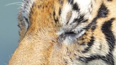 Bengal kaplanı (Panthera tigris tigris) gerçek zamanlı olarak gölette yüzüyordu..