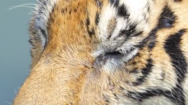 孟加拉虎 Panthera Tigris Tigris 实时地在池塘里游泳 — 图库视频影像