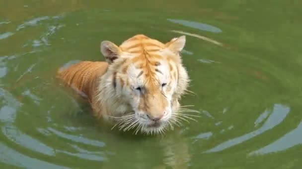 Tigre Bengale Panthera Tigris Tigris Nageait Dans Étang Temps Réel — Video