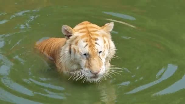 Bengálský Tygr Panthera Tigris Tigris Plaval Jezírku Reálném Čase — Stock video