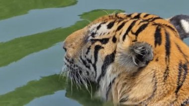 Bengal kaplanı (Panthera tigris tigris) gerçek zamanlı olarak gölette yüzüyordu..