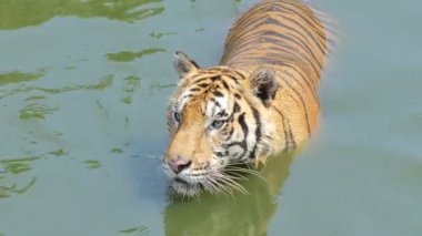 Bengal kaplanı (Panthera tigris tigris) gerçek zamanlı olarak gölette yüzüyordu..