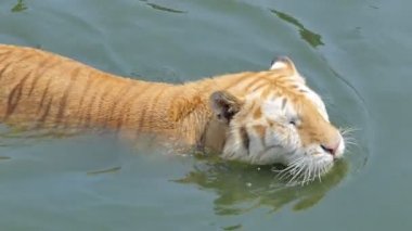 Bengal kaplanı (Panthera tigris tigris) gerçek zamanlı olarak gölette yüzüyordu..