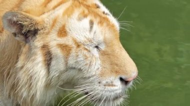 Bengal kaplanı (Panthera tigris tigris) gerçek zamanlı olarak gölette yüzüyordu..