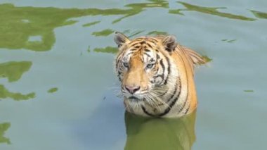 Bengal kaplanı (Panthera tigris tigris) gerçek zamanlı olarak gölette yüzüyordu..