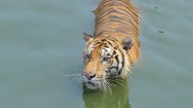 Bengal kaplanı (Panthera tigris tigris) gerçek zamanlı olarak gölette yüzüyordu..