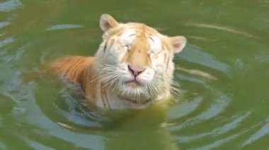 Bengal kaplanı (Panthera tigris tigris) gerçek zamanlı olarak gölette yüzüyordu..