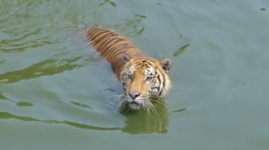 Bengal kaplanı (Panthera tigris tigris) gerçek zamanlı olarak gölette yüzüyordu..