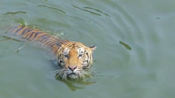 Tigre Del Bengala Panthera Tigris Tigris Nuotava Nello Stagno Tempo — Video Stock
