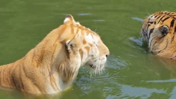 Bengaltiger Panthera Tigris Tigris Schwimmt Teich Echtzeit — Stockvideo