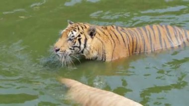 Bengal kaplanı (Panthera tigris tigris) gerçek zamanlı olarak gölette yüzüyordu..