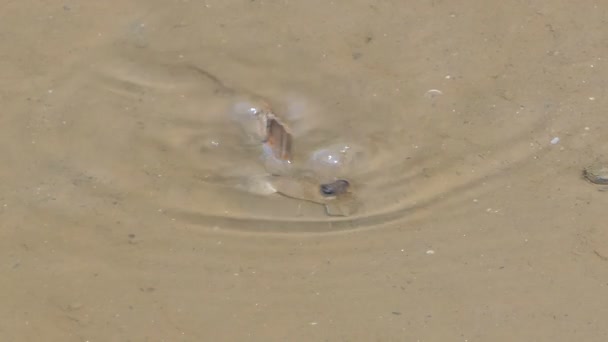 マングローブ林の泥の上に青い斑点のマッドスキッパー — ストック動画