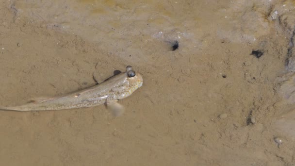 Mudskipper Con Manchas Azules Barro Bosque Manglares — Vídeos de Stock