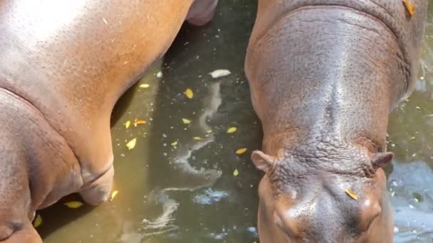 Piel Hipopótamo Agua Safari — Vídeos de Stock