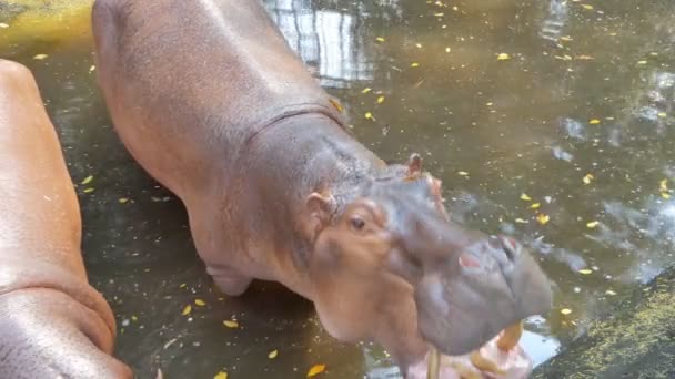 Гіпопотама Відкриває Рот Годування — стокове відео