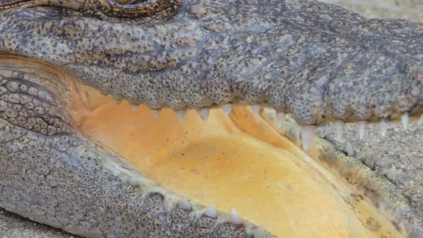 Mouth Teeth Crocodile — Stock Video
