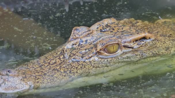 Crocodile Swimming Pond — Stock Video