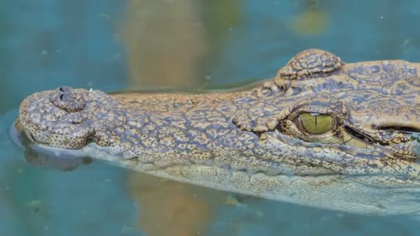 Crocodile Nageant Dans Étang — Video