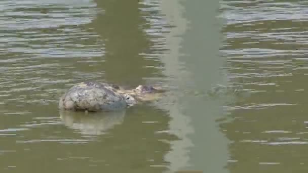 Crocodilo Estava Nadando Lagoa — Vídeo de Stock