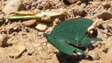 Paris Tavuskuşu Kelebeği (Papilio Paris) tropikal yağmur ormanlarındaki şelalede.