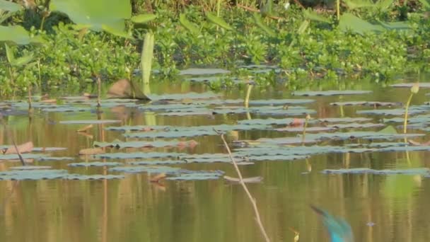 Pájaro Pescador Común Alcedo Atthis Captura Come Peces Humedales — Vídeos de Stock