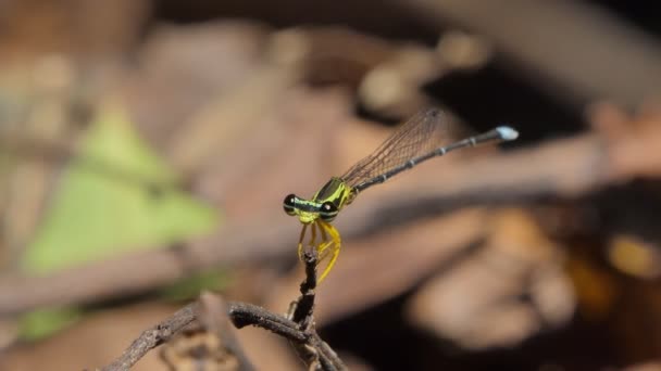 Dragonfly Branch Tropical Rain Forest — Stock Video